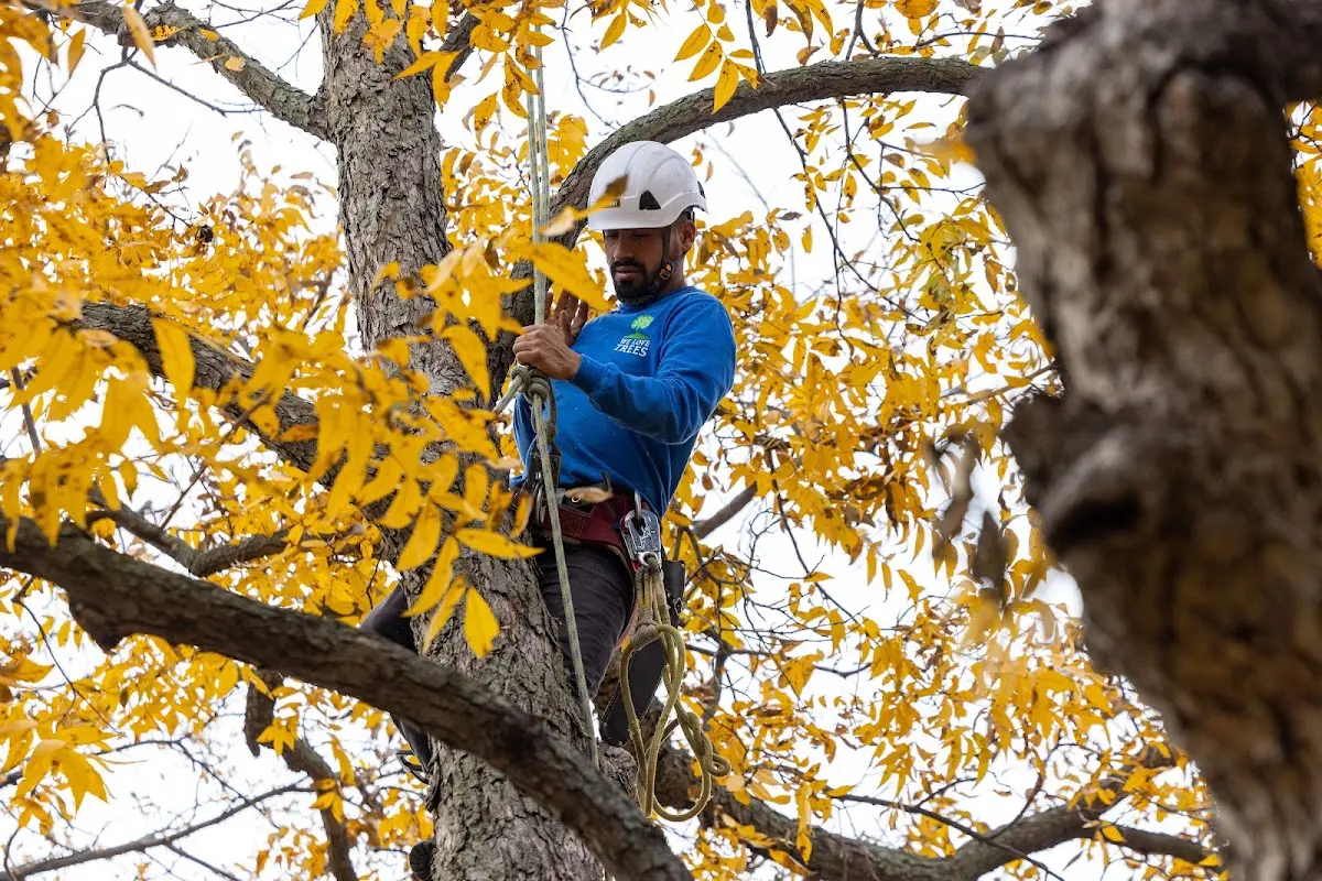Skilled Tree Planing crew working in Green